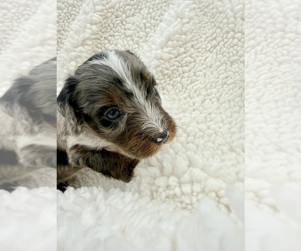 Medium Photo #2 Aussie-Poo-Bernedoodle Mix Puppy For Sale in LEXINGTON, SC, USA