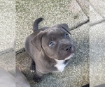 Small Photo #1 Bullypit-German Shepherd Dog Mix Puppy For Sale in BUFFALO, NY, USA