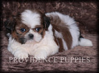 Small Photo #20 Shih Tzu Puppy For Sale in COPPOCK, IA, USA