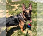 Small #2 German Shepherd Dog