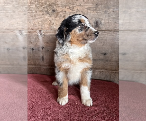 Medium Photo #9 Australian Shepherd Puppy For Sale in VERMONTVILLE, MI, USA