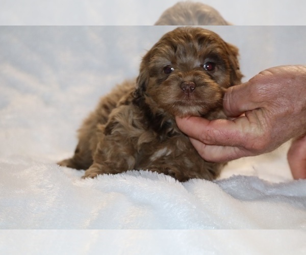 Medium Photo #15 ShihPoo Puppy For Sale in DYERSBURG, TN, USA