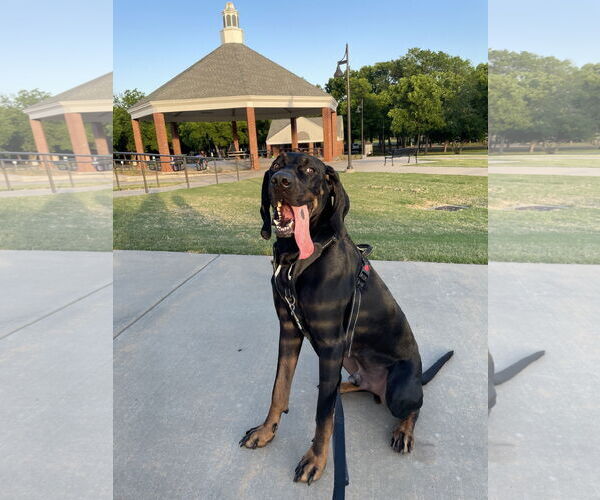Medium Photo #1 Coonhound Puppy For Sale in McKinney, TX, USA