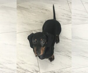 Dachshund Puppy for sale in ASTORIA, NY, USA