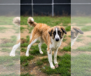 Great Pyrenees-Unknown Mix Dogs for adoption in Thomasville, NC, USA