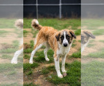 Small Great Pyrenees Mix
