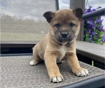 Small #6 Alaskan Husky-Border Collie Mix