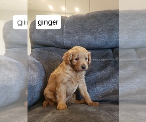 Goldendoodle (Miniature) Puppy for Sale in LANCASTER, Ohio USA