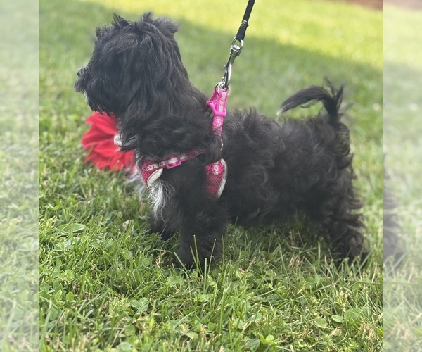 Medium Photo #8 Morkie Puppy For Sale in ROCK STREAM, NY, USA