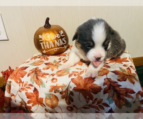 Medium Photo #2 Pembroke Welsh Corgi Puppy For Sale in VANDALIA, MO, USA