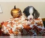 Small #1 Pembroke Welsh Corgi