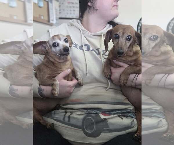 Medium Photo #1 Dachshund Puppy For Sale in Martinsburg, WV, USA