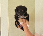 Puppy 1 Australian Shepherd
