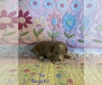 Small Photo #5 Poodle (Standard) Puppy For Sale in HOMER, IL, USA