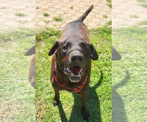 Labrador Retriever-Unknown Mix Dogs for adoption in Germantown, OH, USA