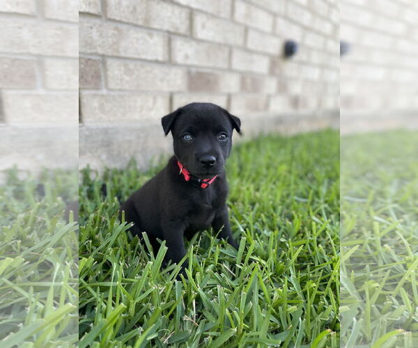 Medium Photo #2 Huskies -Labrador Retriever Mix Puppy For Sale in The Woodlands, TX, USA