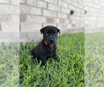 Small #1 Huskies -Labrador Retriever Mix