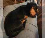 Small Photo #1 Dachshund Puppy For Sale in TROY, PA, USA