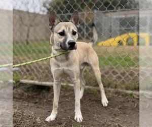 Siberian Husky-Staffordshire Bull Terrier Mix Dogs for adoption in Modesto, CA, USA