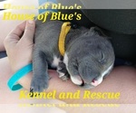 Small #2 American Pit Bull Terrier