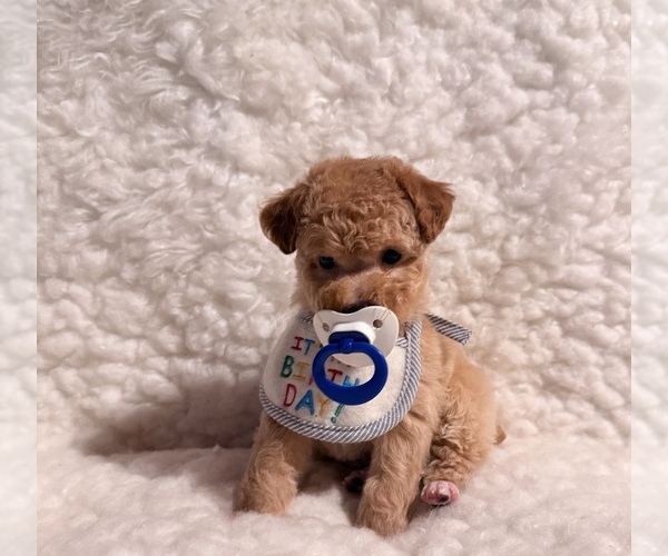 Medium Photo #2 Poodle (Toy) Puppy For Sale in REDLANDS, CA, USA