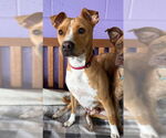 Small #1 Mutt