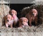 Small #2 Labrador Retriever