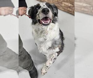 Mutt Dogs for adoption in Temple, TX, USA
