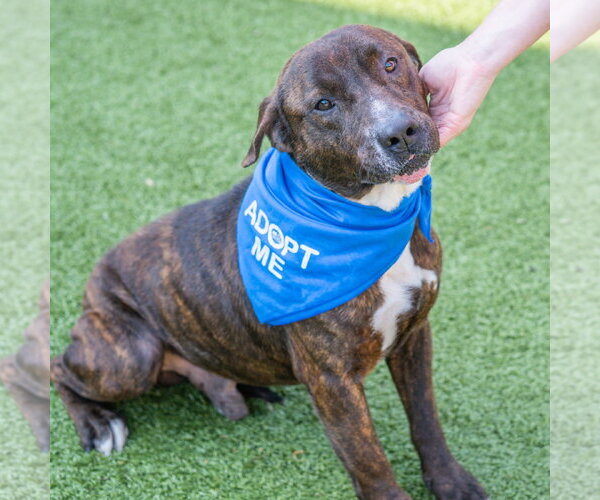 Medium Photo #7 Mutt Puppy For Sale in Hilton Head, SC, USA