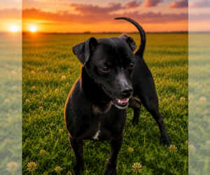 Chihuahua-Unknown Mix Dogs for adoption in Garner, NC, USA