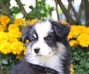Miniature Australian Shepherd Puppy for sale in WESTFIELD, MA, USA