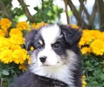 Image preview for Ad Listing. Nickname: Charlynne tri