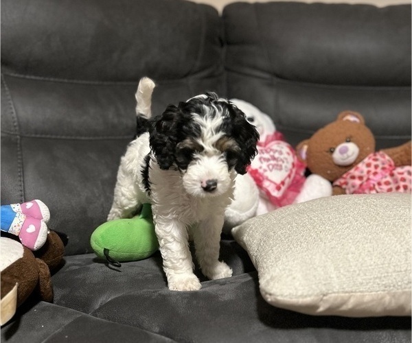 Medium Photo #4 Bernedoodle Puppy For Sale in ELK GROVE, CA, USA