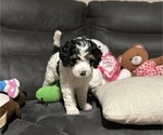 Small #3 Bernedoodle