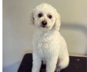Father of the Poodle (Toy) puppies born on 05/08/2025