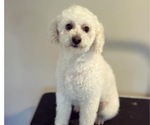 Small Photo #1 Poodle (Toy) Puppy For Sale in NEW CASTLE, DE, USA
