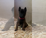 Small Photo #6 Belgian Malinois Puppy For Sale in PALMHURST, TX, USA