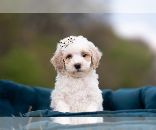 Medium Photo #29 Maltipoo (Miniature) Puppy For Sale in WARSAW, IN, USA