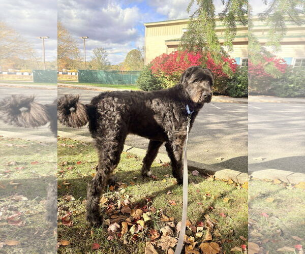 Medium Photo #6 Pyredoodle Puppy For Sale in Westwood, NJ, USA