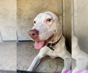 Mutt Dogs for adoption in St. Cloud, FL, USA