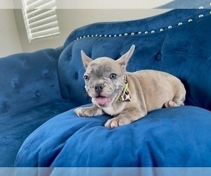 French Bulldog Puppy for sale in DALLAS, TX, USA