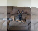Small #2 Mutt