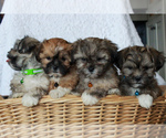 Small Photo #2 Yo-Chon Puppy For Sale in MORGANTOWN, PA, USA
