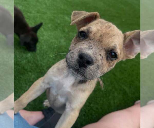 Medium Photo #2 Catahoula Leopard Dog-Staffordshire Bull Terrier Mix Puppy For Sale in Cave Creek, AZ, USA