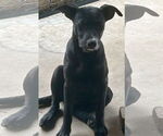 Small #2 Mutt
