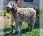 Small #1 Poodle (Standard)