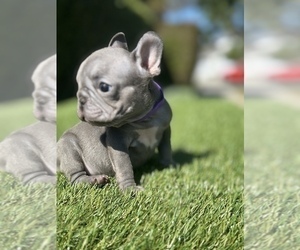 French Bulldog Puppy for sale in PAEONIAN SPRINGS, VA, USA