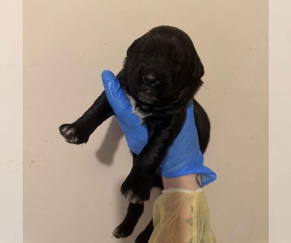 Medium Photo #3 Catahoula Leopard Dog-Labrador Retriever Mix Puppy For Sale in New York, NY, USA