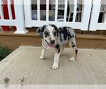Small Photo #2 Australian Shepherd-Unknown Mix Puppy For Sale in JEROMESVILLE, OH, USA