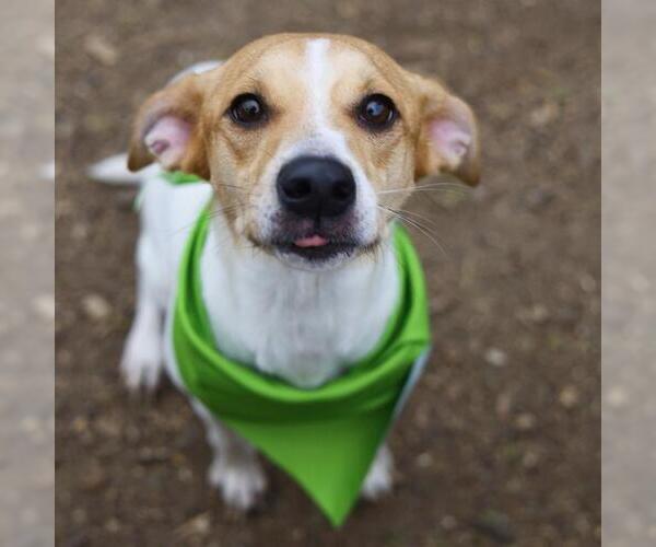 Medium Photo #1 Mutt Puppy For Sale in San Antonio, TX, USA